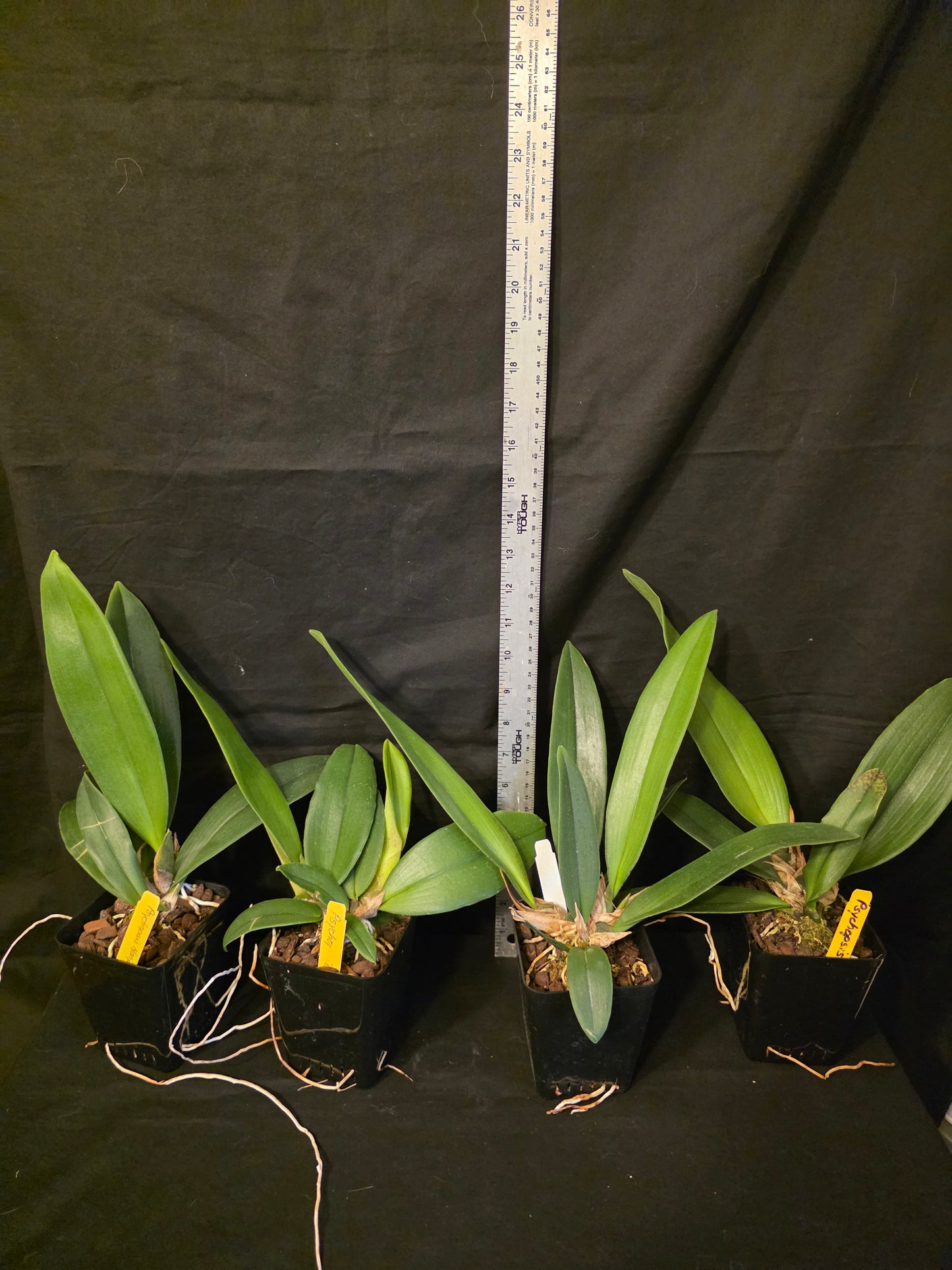 Psychopsis Mariposa. Blooming size rare orchid hybrid