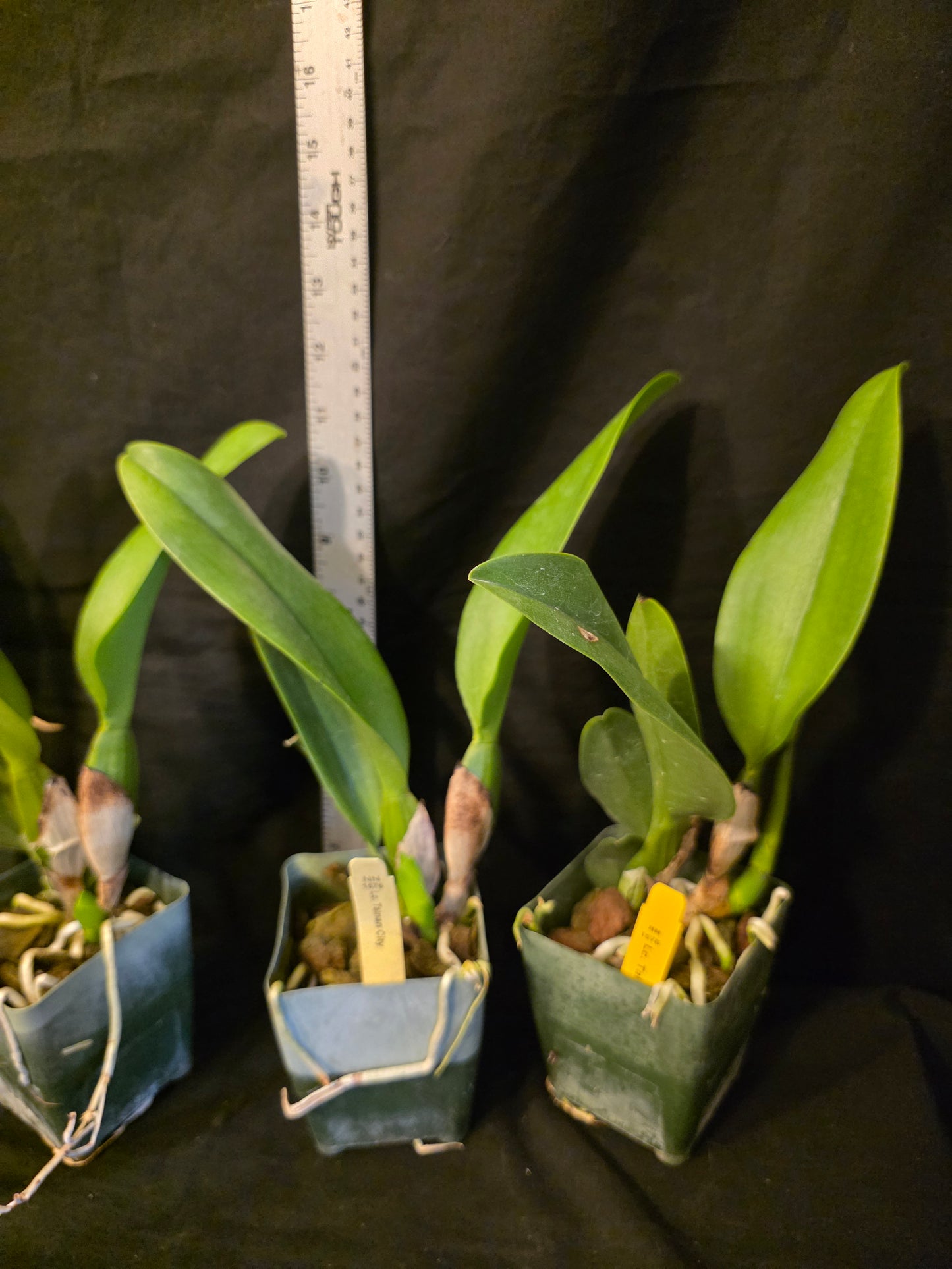 Lc Tainan City, near blooming size cattleya orchid hybrid. Large Fragrant blooms