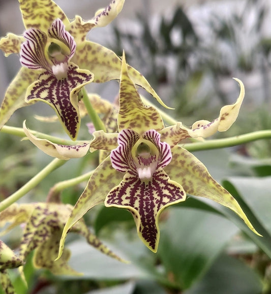 Dendrobium alexandrae. Near blooming size dendrobium orchid species.