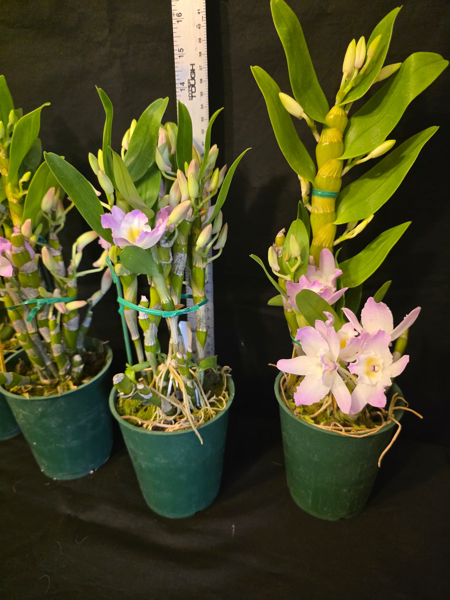 Dendrobium Fancy Angel 'Lychee' blooming size nobile dendrobium. Beauriful