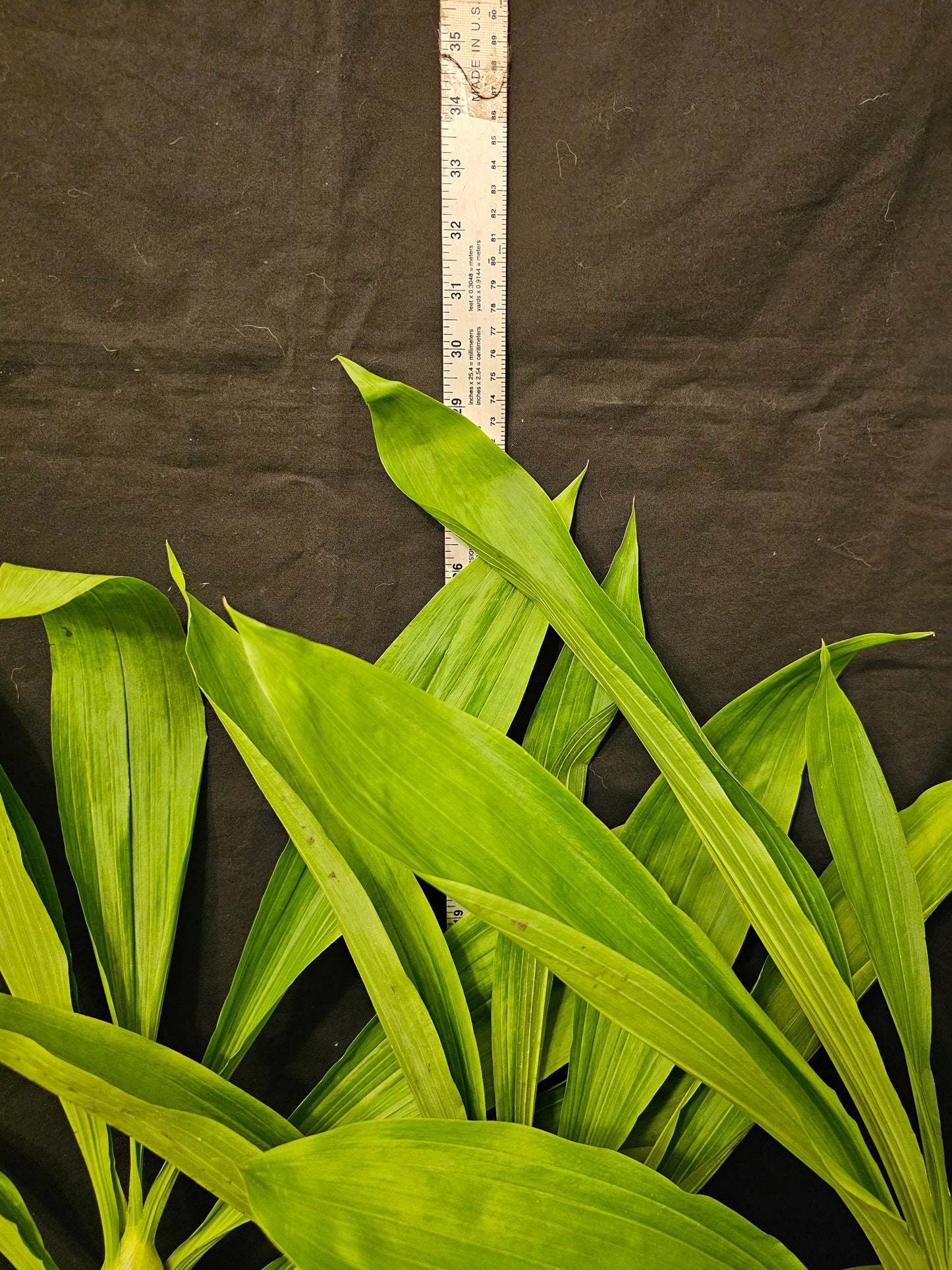 Cycnodes Taiwan Gold 'Orange' (Cycnoches chlorochilon × Mormodes badia)