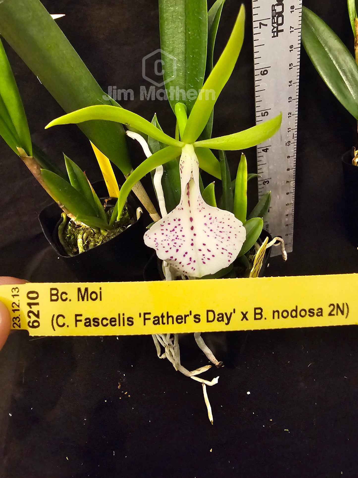 Bc Moi (Cattleya Facelis x Brassavola nodosa) Blooming size nodosa orchid hybrid