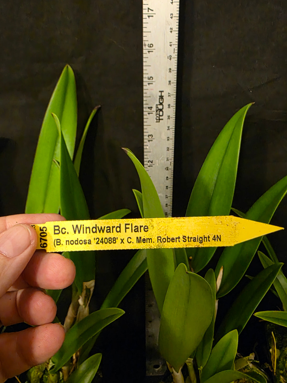 Bc Windward Flare. Blooming size brassocattleya orchod hybrid. Fragrant