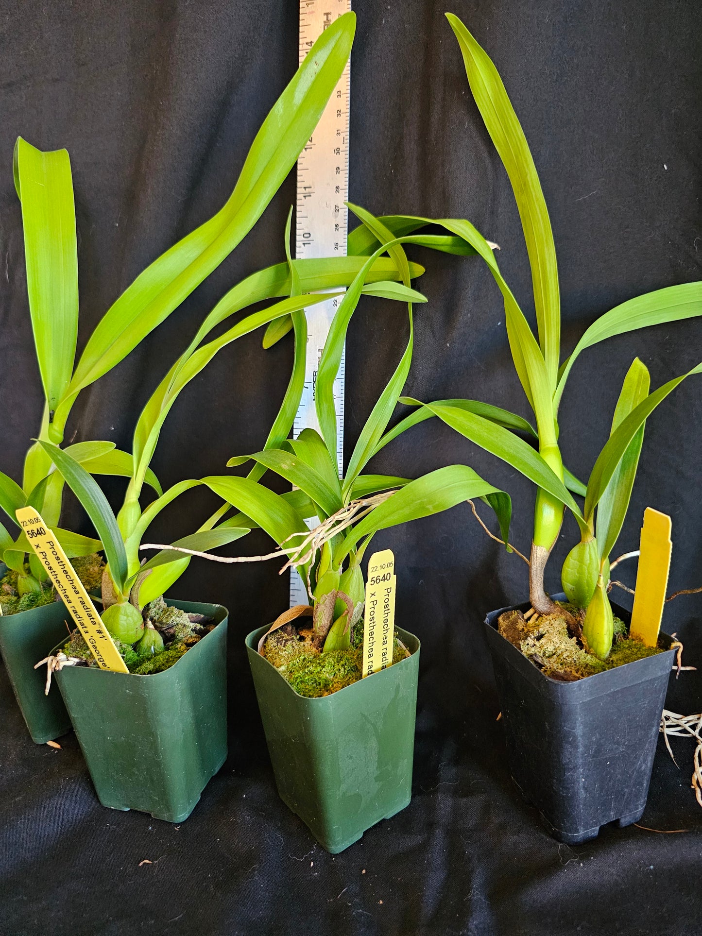Prosthechea radiata
