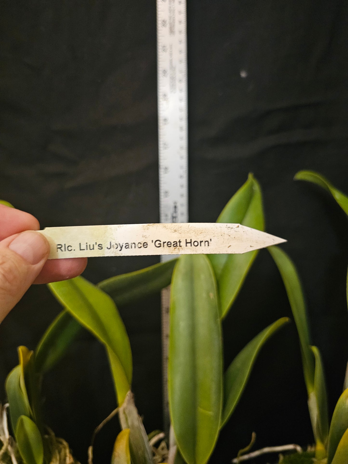 Rlc Liu's Joyance 'Great Horn' Blooming size cattleya orchid clone. Large fragrant yellow blooms.