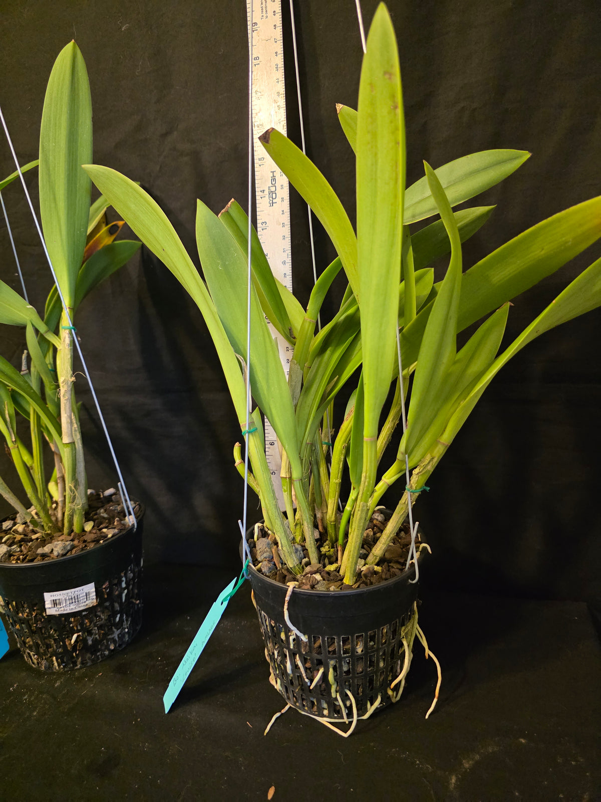 Bc Maikai 'Louise' AM/AOS bloom size divisions 5" baskets