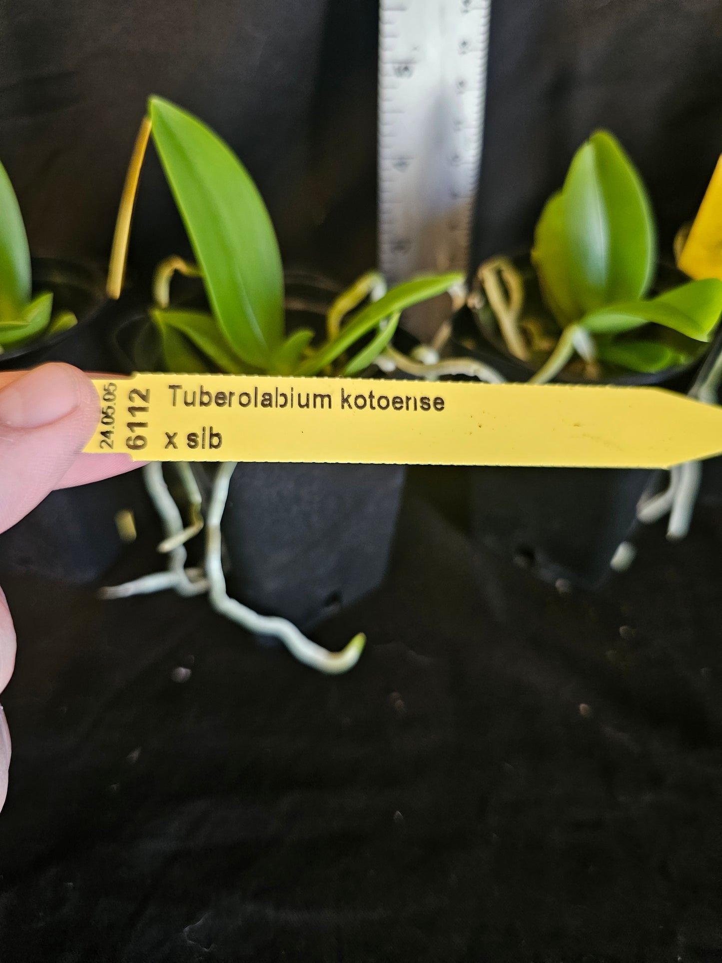 Tuberolabium kotoense x sib. First bloom size plants. Very fragrant.