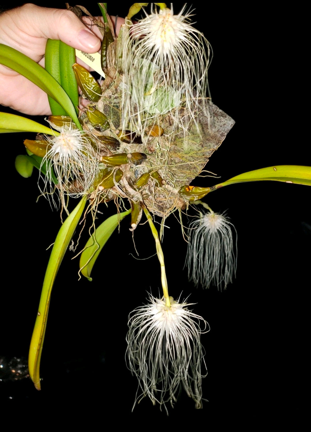 Bulbophyllum medusae, blooming size impressive orchid species. Rare