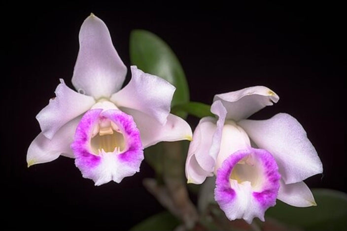 Cattleya alaorii blooming size miniature Cattleya orchid species.