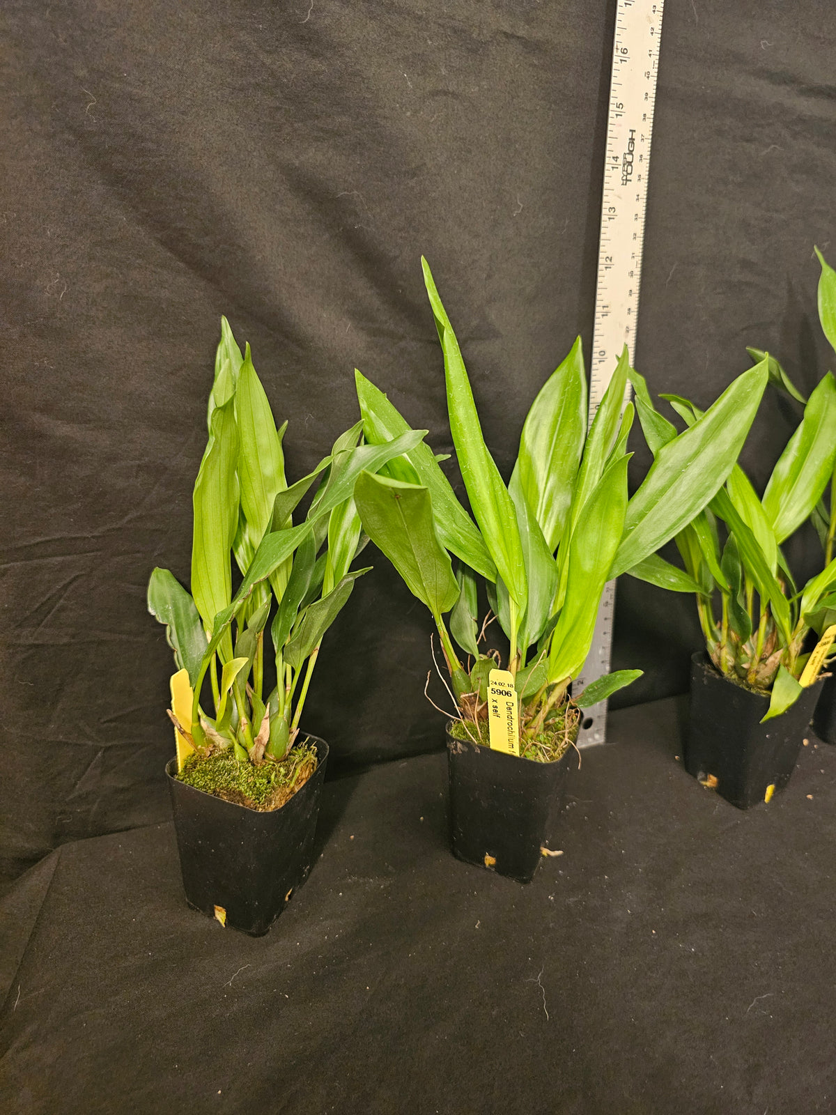 Dendrochilum formosanum. Large Blooming size orchid species plants. 3" pots.