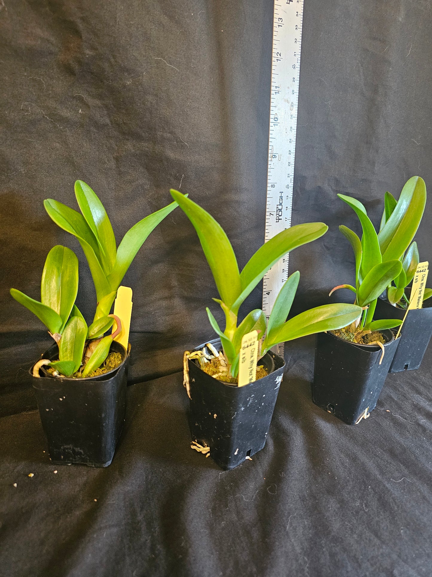 Ctna Why Not 'Makana Ke Akua' AM/AOS x self Rare yellow color form