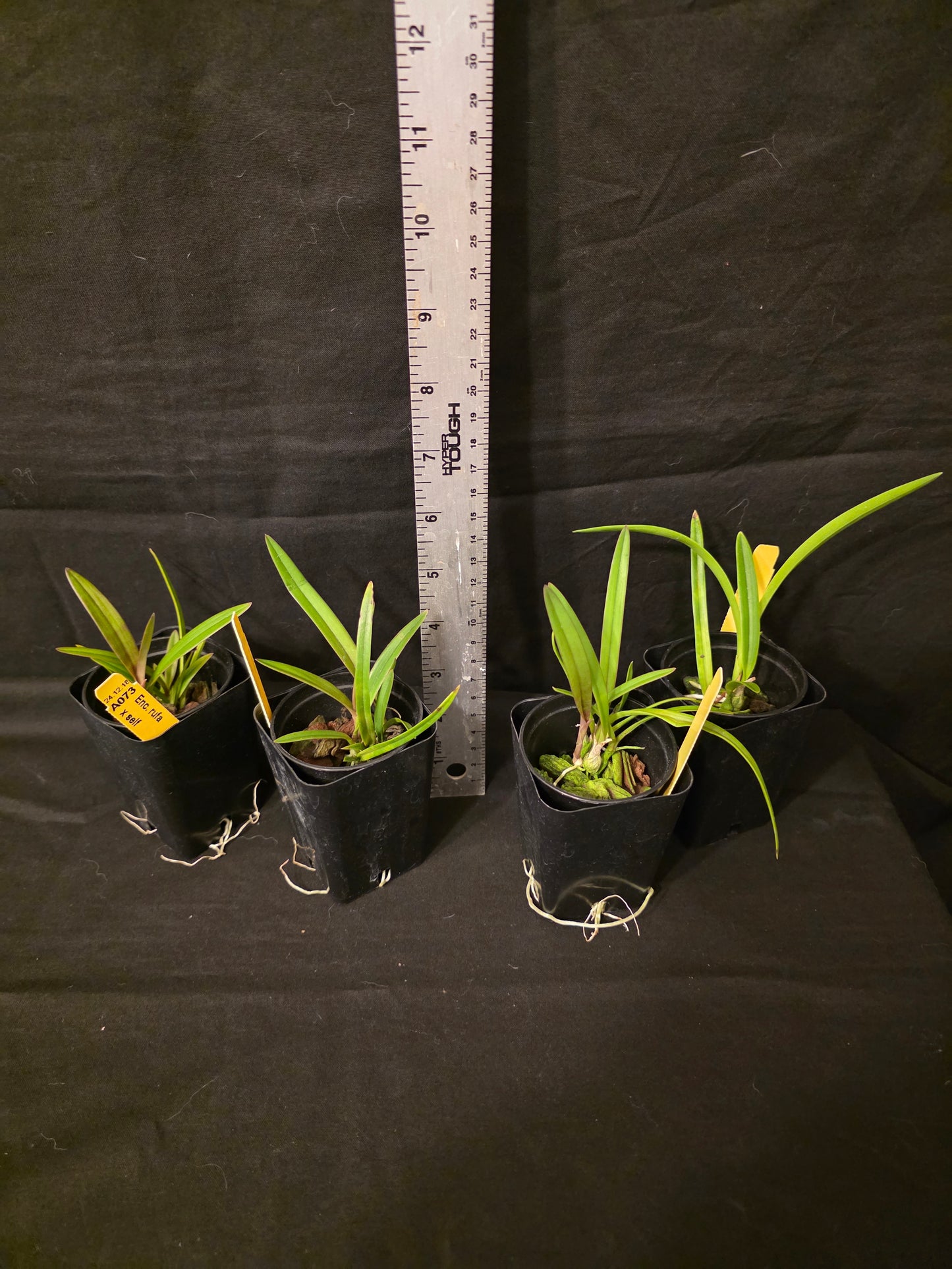 Encyclia rufa x self seedling size encyclia orchid species.