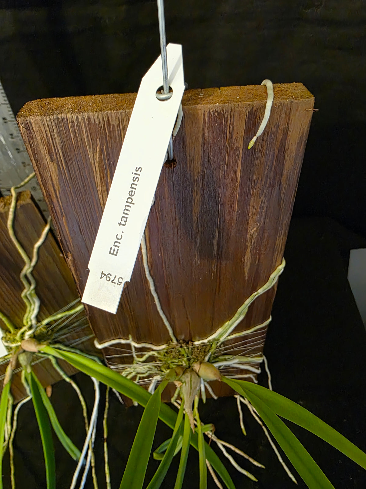 Encyclia tampensis blooming size mounted orchid species. Fragrant like honey.