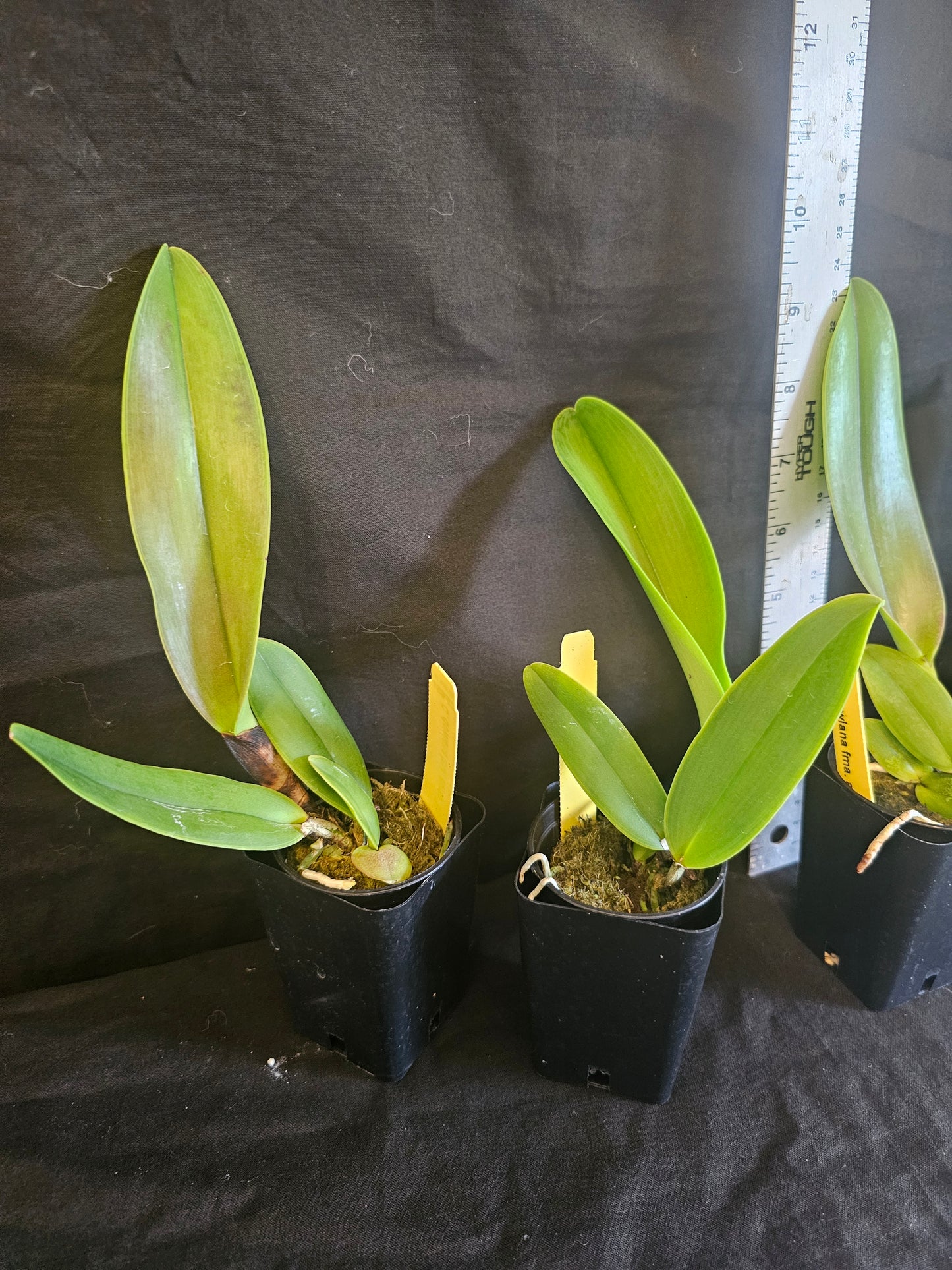 Cattleya dowiana var Aurea 'Net Dream' Rare orchid species.  Healthy non bloom size plants 2.5" pot. Clones