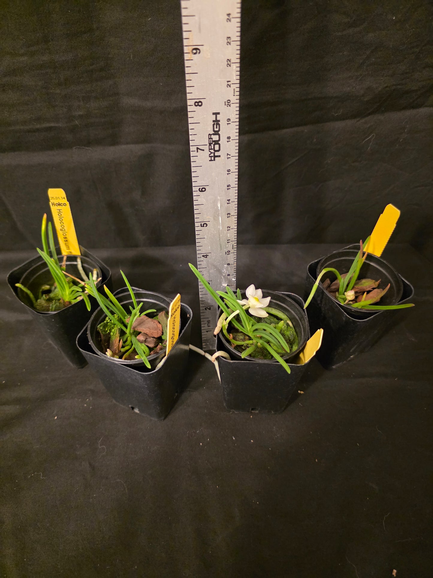 Holcoglossum flavescens, blooming size orchid species. Miniature.