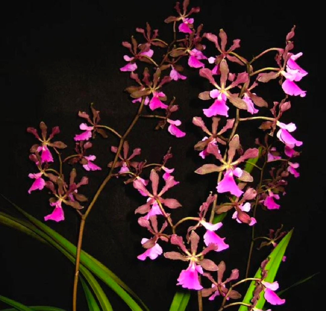 Encyclia Rioclarense (cordigera x randii) near bloomimg size Encyclia orchid hybrid. Multiple highly fragrant blooms.