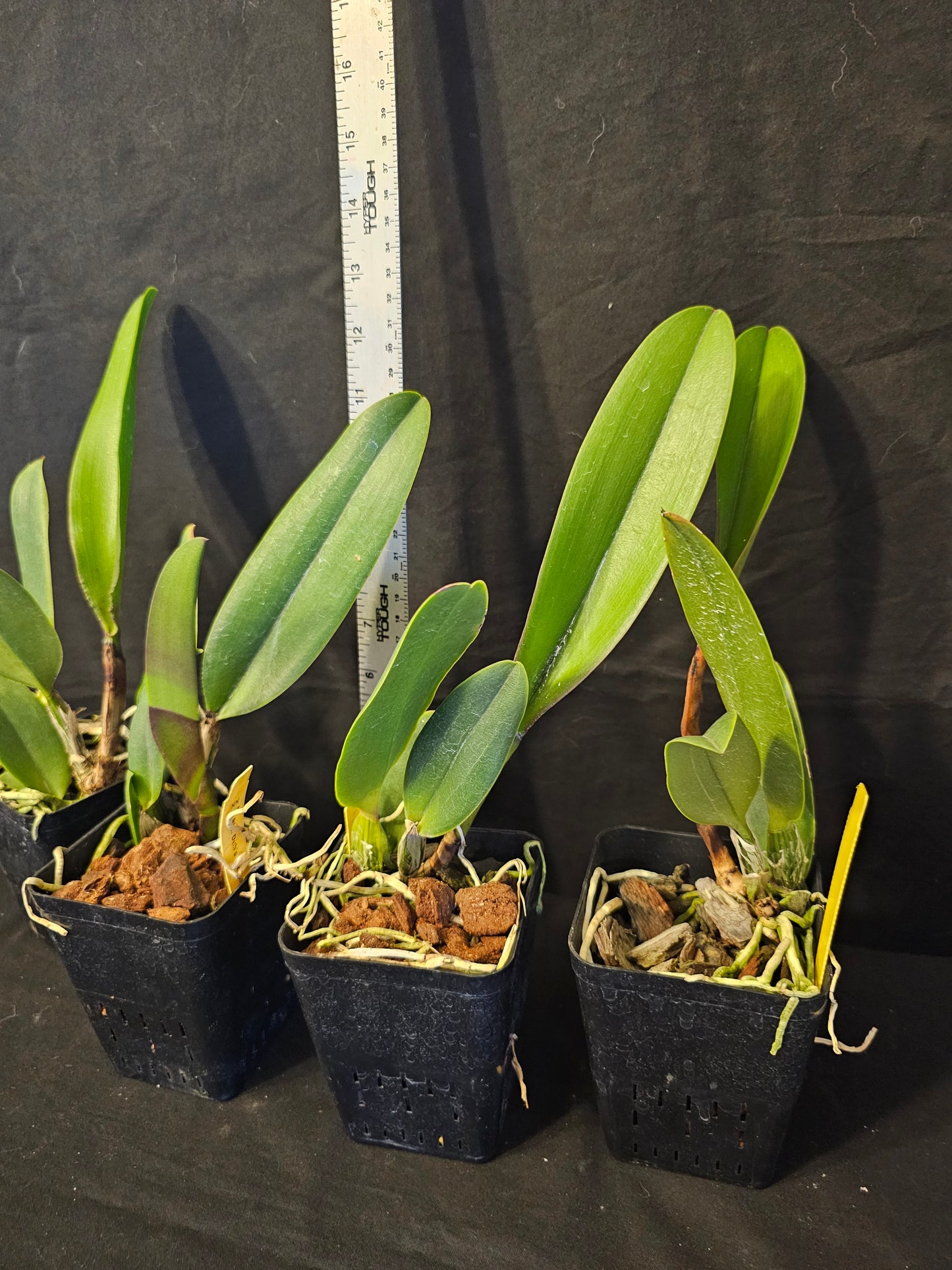 Rlc Duh's Fantasy 'Mellow' FCC/AOS Near blooming size cattleya orchid clone. Highest award