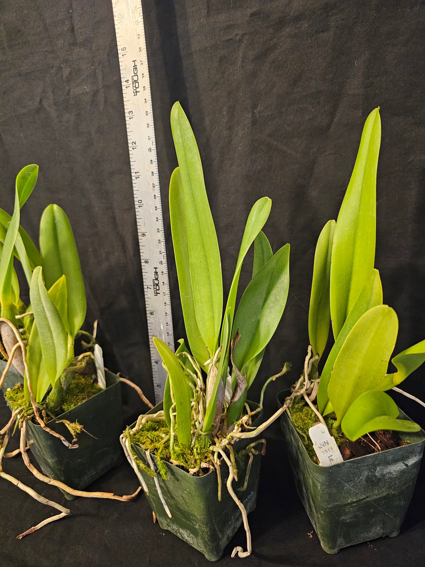 LC Lake Cachuma 'Foothill' near blooming size cattleya orchid clone. Large fragrant blooms